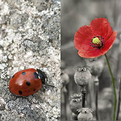 Coquelicot et Coccinelle